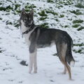 Siberische Husky