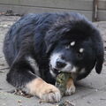 Tibetaanse Mastiff