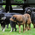Tibetaanse Mastiff