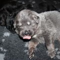 Tibetaanse Mastiff