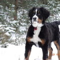 Berner Sennenhond