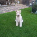 Foxterrier, draadhaar