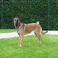 Mechelse Herder