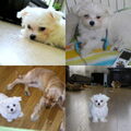 Maltezer