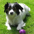 Jack Russell Terrier