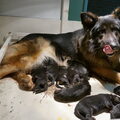 Oud duitse herder en Kooiker kennel