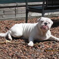 Engelse Bulldog