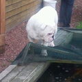 Engelse Bulldog