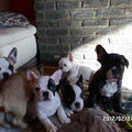 Franse Bulldog