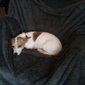 Jack Russell Terrier