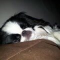Japanse Spaniel