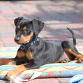 Duitse Pinscher