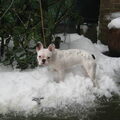 Franse Bulldog