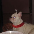 Franse Bulldog