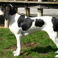 Berner Laufhund
