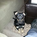 Jack Russell Terrier