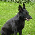 Duitse Herder