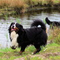 Berner Sennenhond