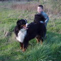 Berner Sennenhond