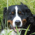 Berner Sennenhond