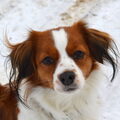 Kooikerhondje