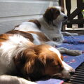 Kooikerhondje