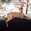 Dwergpinscher