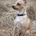 Dwergpinscher