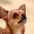 Chihuahua, korthaar