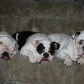 Engelse Bulldog