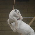 Labradoodle