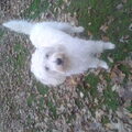 Labradoodle
