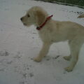 Labradoodle