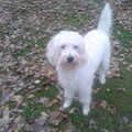 Labradoodle