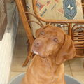 Vizsla Korthaar