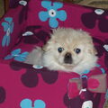 Pekingees