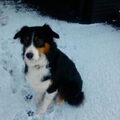 Australian Shepherd