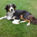 Australian Shepherd