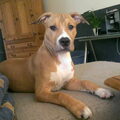 American Staffordshire Terrier