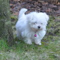 Maltezer