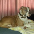 American Staffordshire Terrier