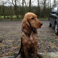 Engelse Cocker Spaniel