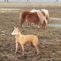 American Indian Dog