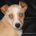 American Indian Dog