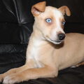 American Indian Dog