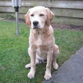 Labrador Retriever