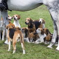American Foxhound