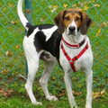 American Foxhound