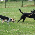 American Foxhound