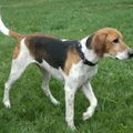 American Foxhound